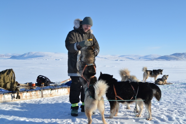 Chiens mushing jouant dans la neige 