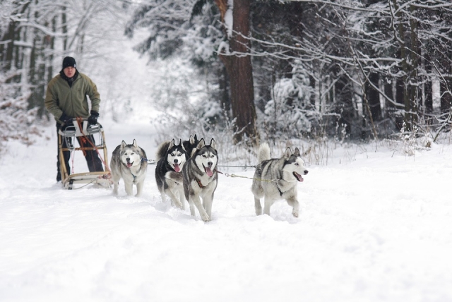 Excursión de mushing por el Valle de Arán