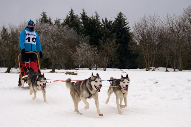  Esperienza su slitte trainate da cani da neve