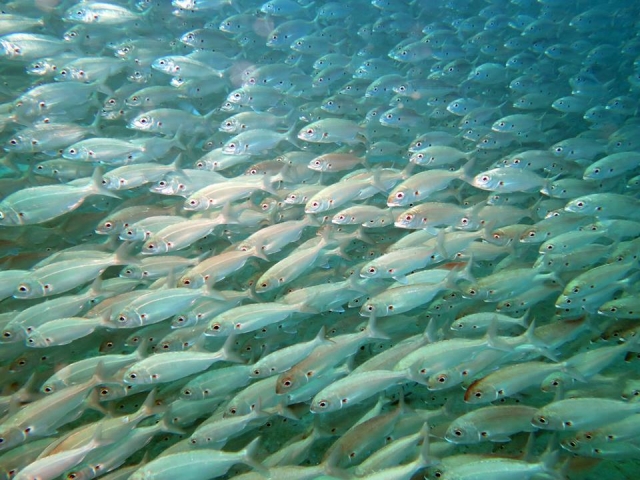  immersion dans l'immensité marine 