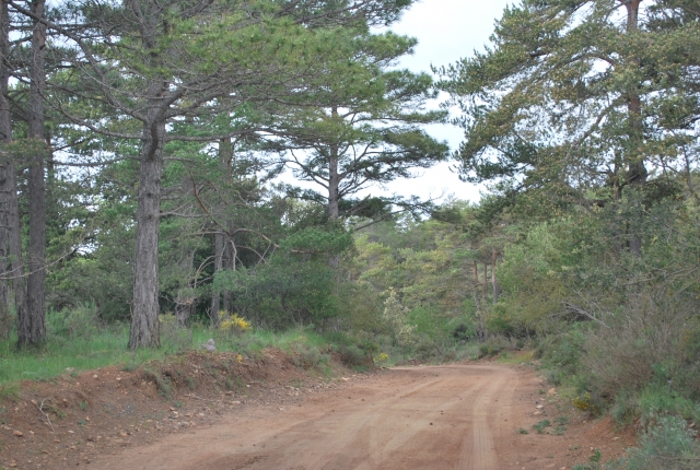  Path 