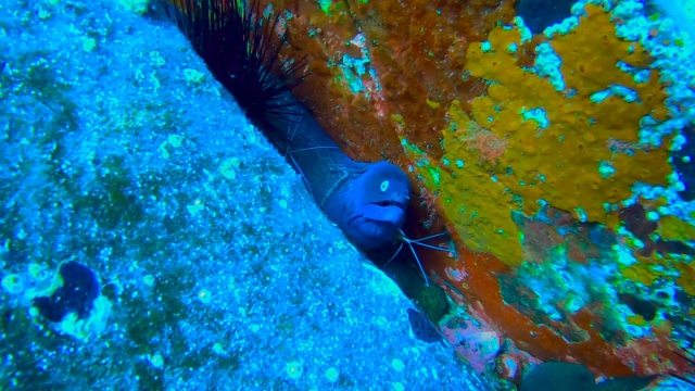 Buceo en Arona