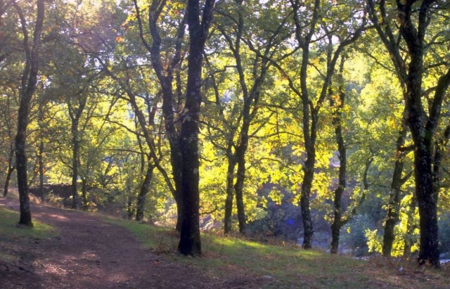  Forest for Hiking Trail 