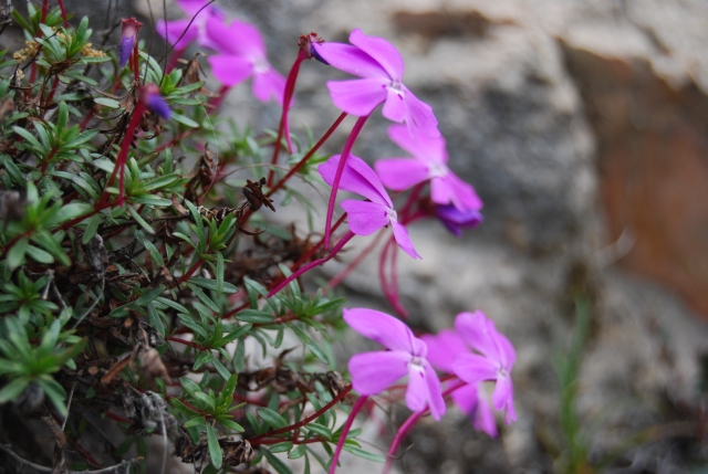 Viola Cazorlensis