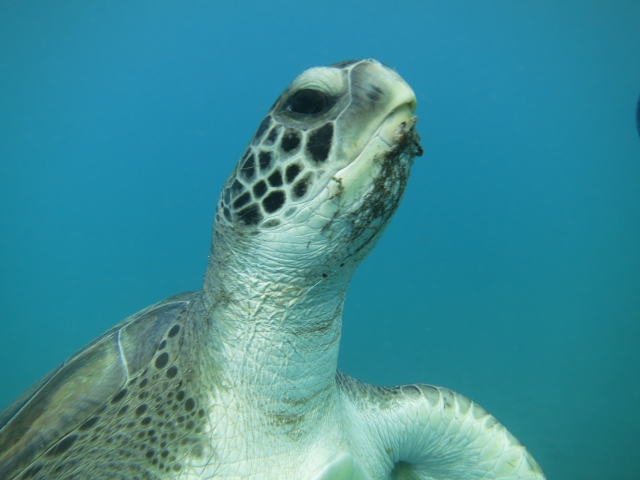  Plonger avec les tortues 