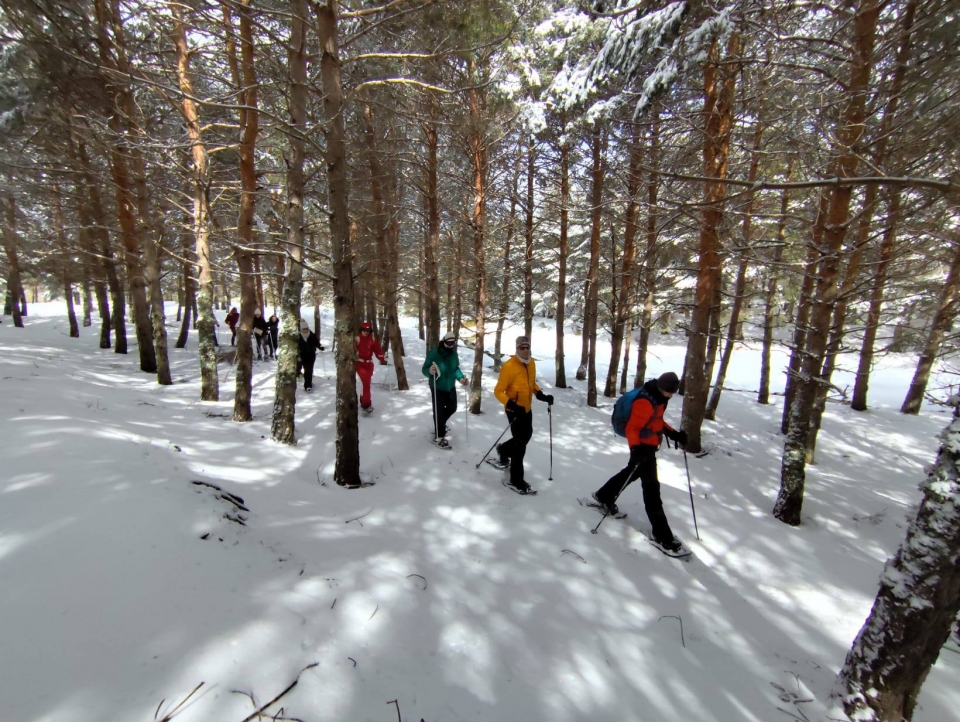 Por el bosque nevado