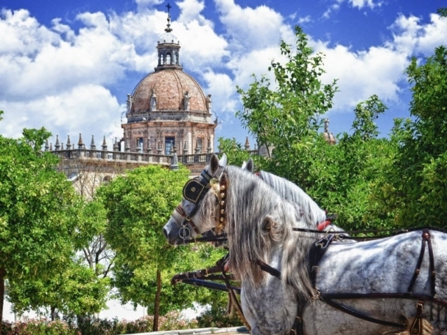  Cavalo e Catedral de Jerez 