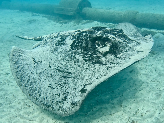 Fascinante fauna subacuática