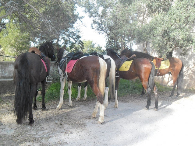  Chevaux dans leur moment de repos 