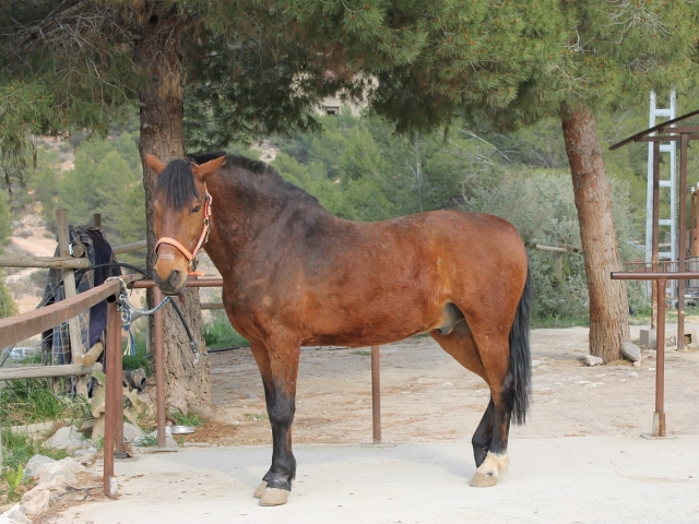  Cheval au manège 