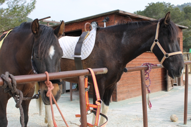 Saddled horses 