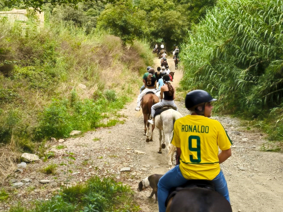  beautiful horses to ride through Meresme 