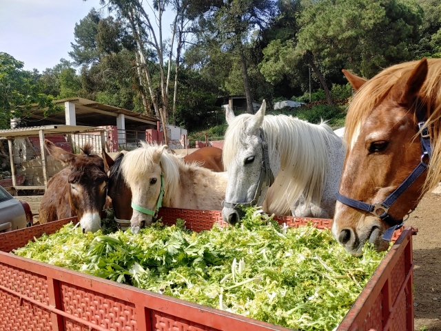  圣苏珊娜的骑马课程