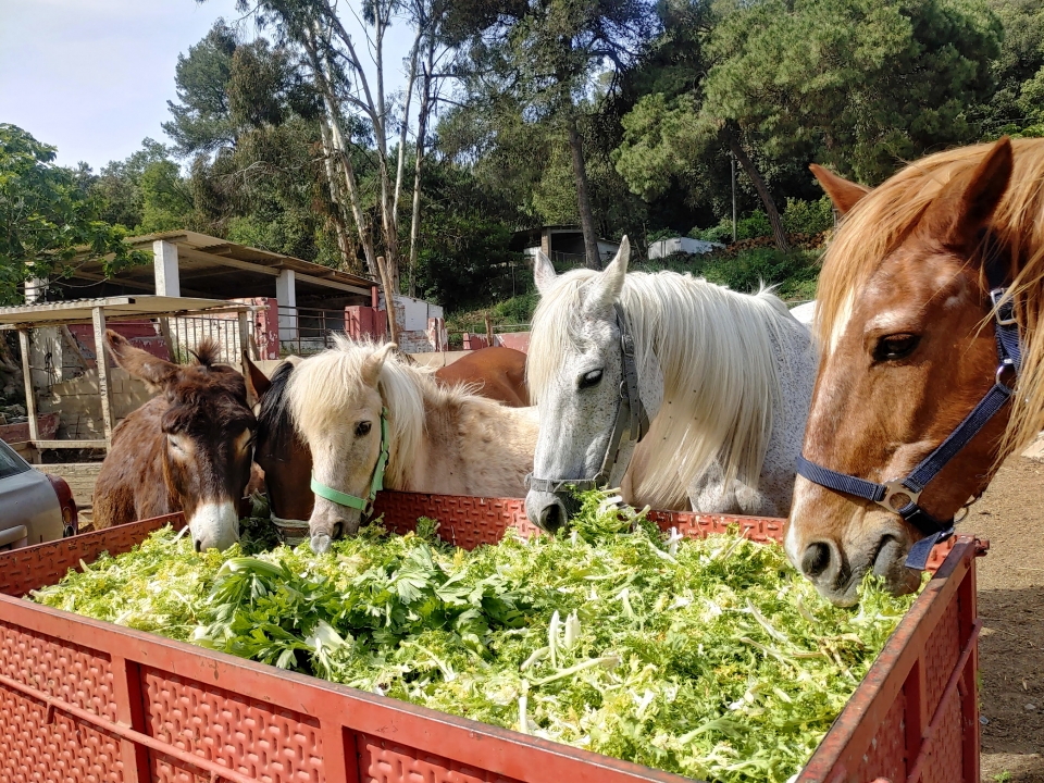  圣苏珊娜的骑马课程