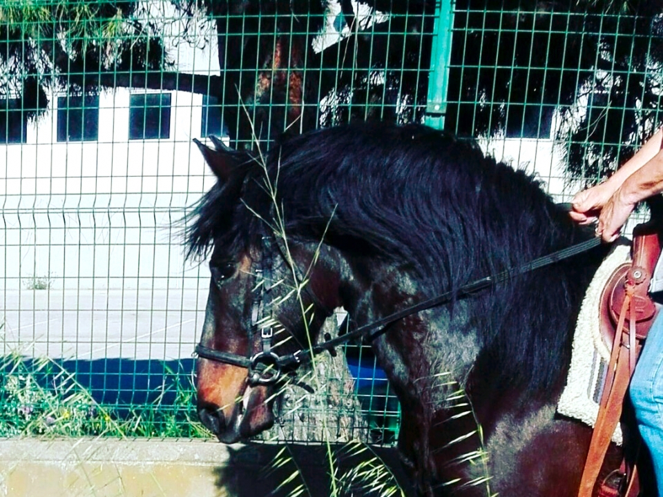  在离开前往蒙特内格里的路上骑马之前