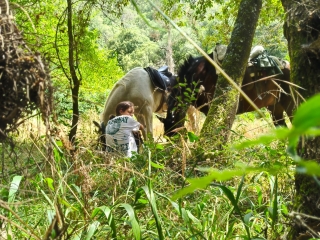 Bonus 10 horse riding classes in Santa Susanna 1 hour