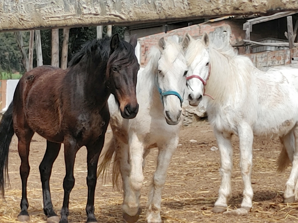  Horses for horse riding classes 