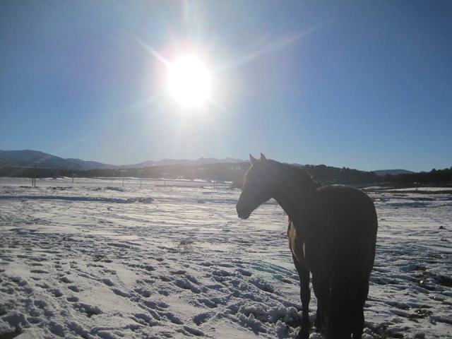  cheval et neige