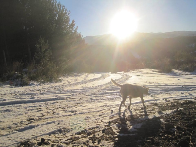  chien et neige 