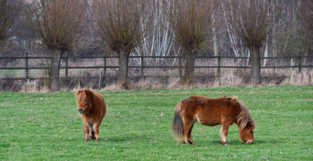  Attività con pony per bambini a Barcellona 