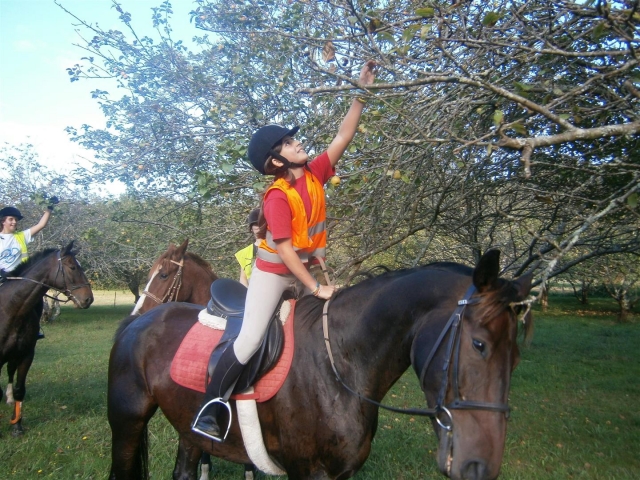 Tomando frutos desde el caballo