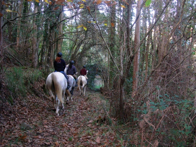 Caballos en el bosque