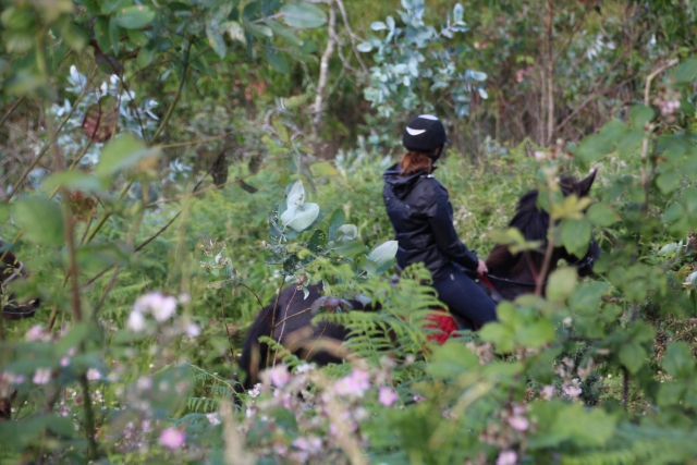 Cabalgamarra por el bosque 