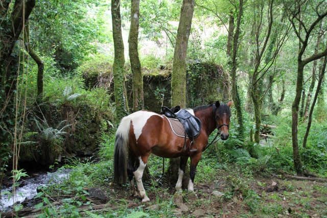 Caballo en paisaje verde