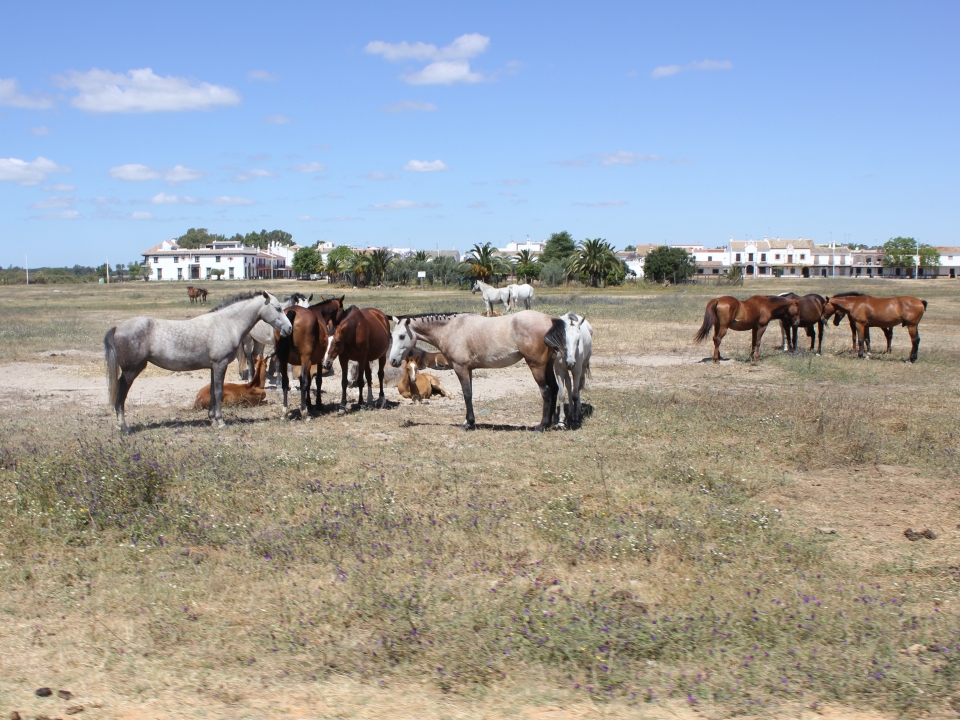 Paseo a caballo