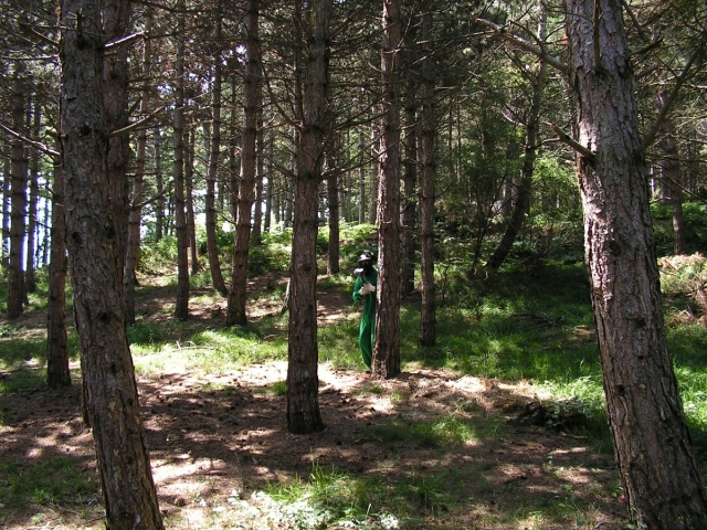 Paintball en el bosque