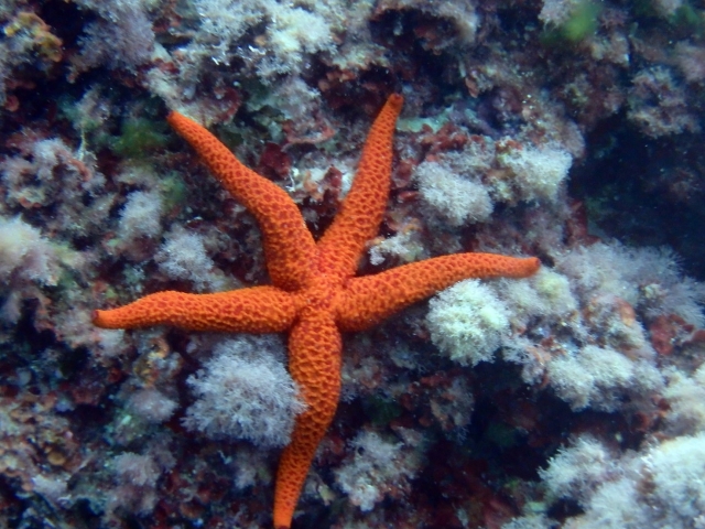  Les fonds marins 