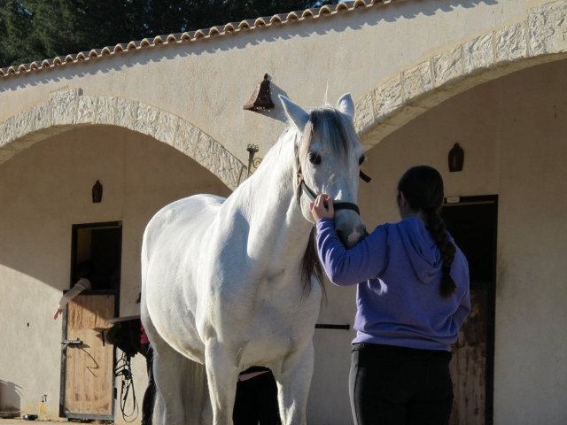  Un cavallo bianco in partenza le scuderie 