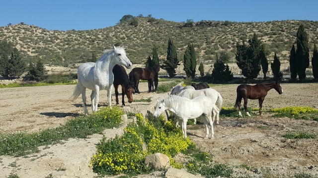  I cavalli bianchi e neri mettono in risalto il paesaggio che li circonda 
