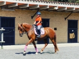 1-stündiger Reitkurs in Cornellà del Terri