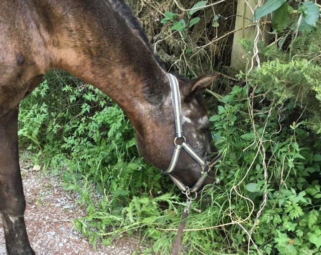  Pasea con nosotros a caballo 