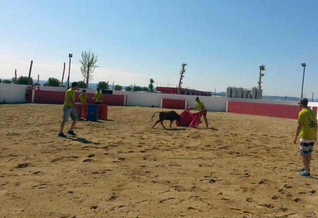  Dans le ring, défiant les génisses 