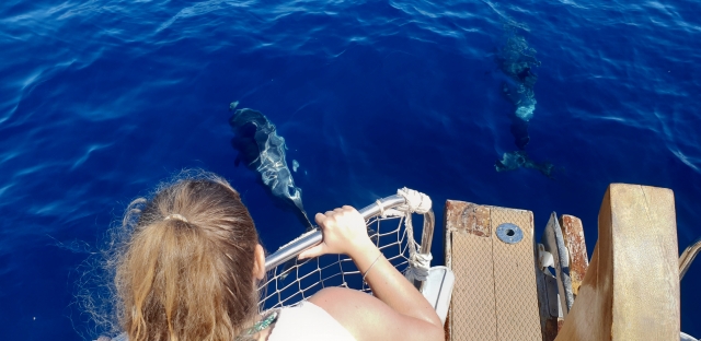  Navigare accanto a un branco di cetacei 