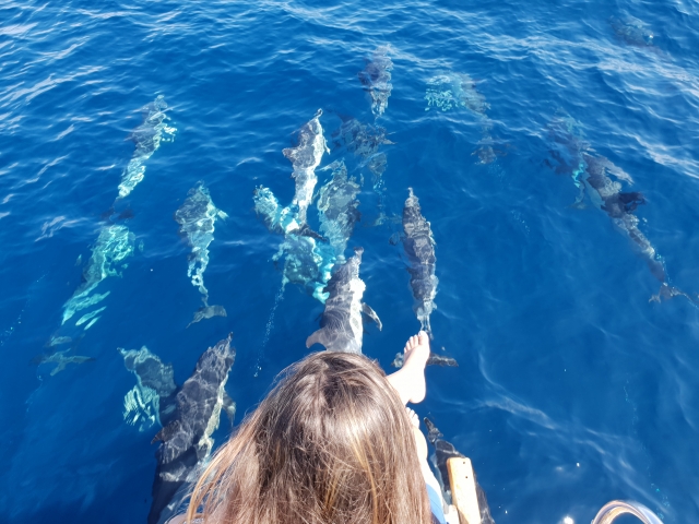  Dalla barca godersi il passaggio dei cetacei 