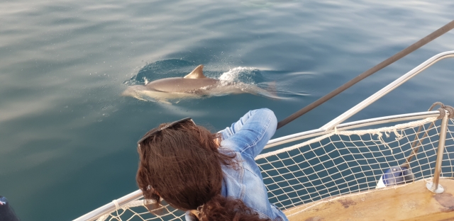  Nuoto dei delfini accanto alla nostra barca