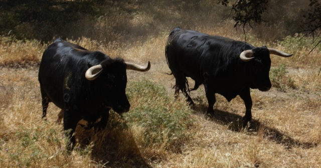 Toros bravos