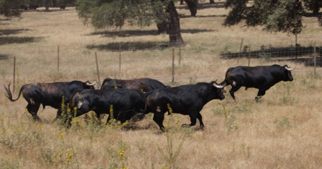 Reses en el prado