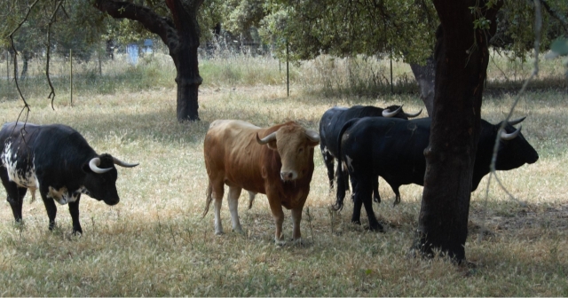 Visita guiada en la ganadería de toros bravos