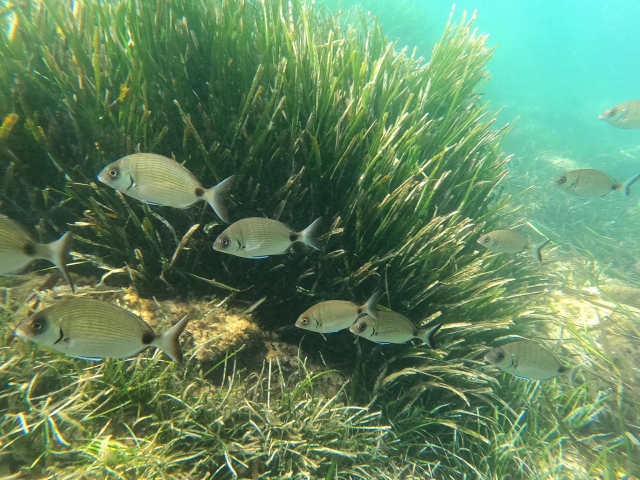 Observando los bancos de peces