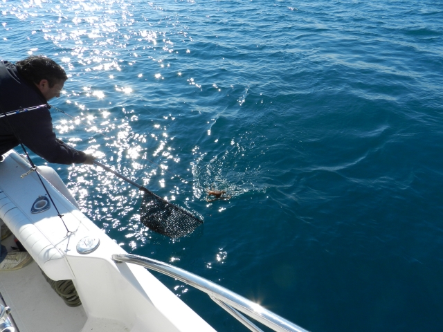 Pesca Pop Febrer 