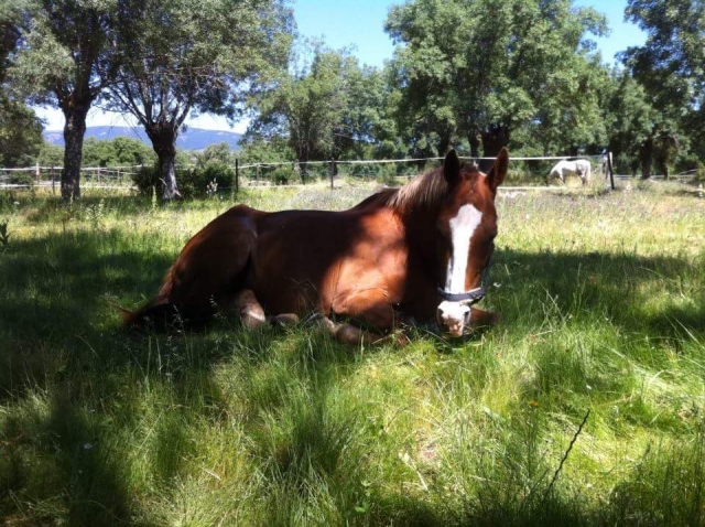 Caballo en el cesped
