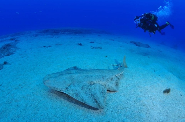  Alla scoperta dei fondali nel corso di immersione 