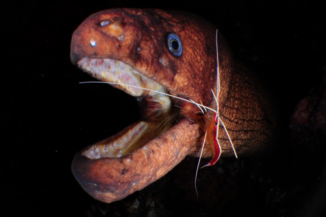  Fauna acquatica 