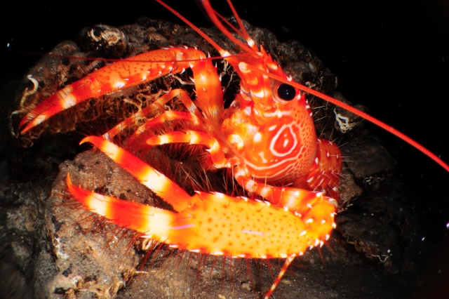 Fauna marina de la isla