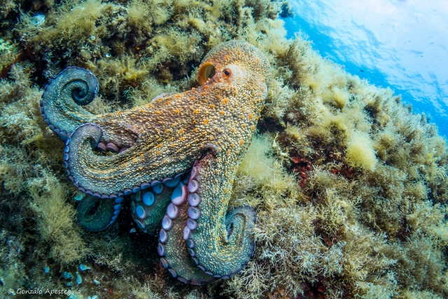  Getting to know the Menorcan marine fauna by diving 
