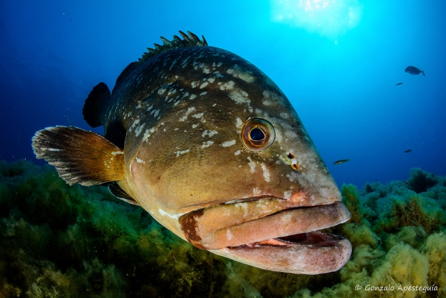  Enjoying the seabed of Menorca 